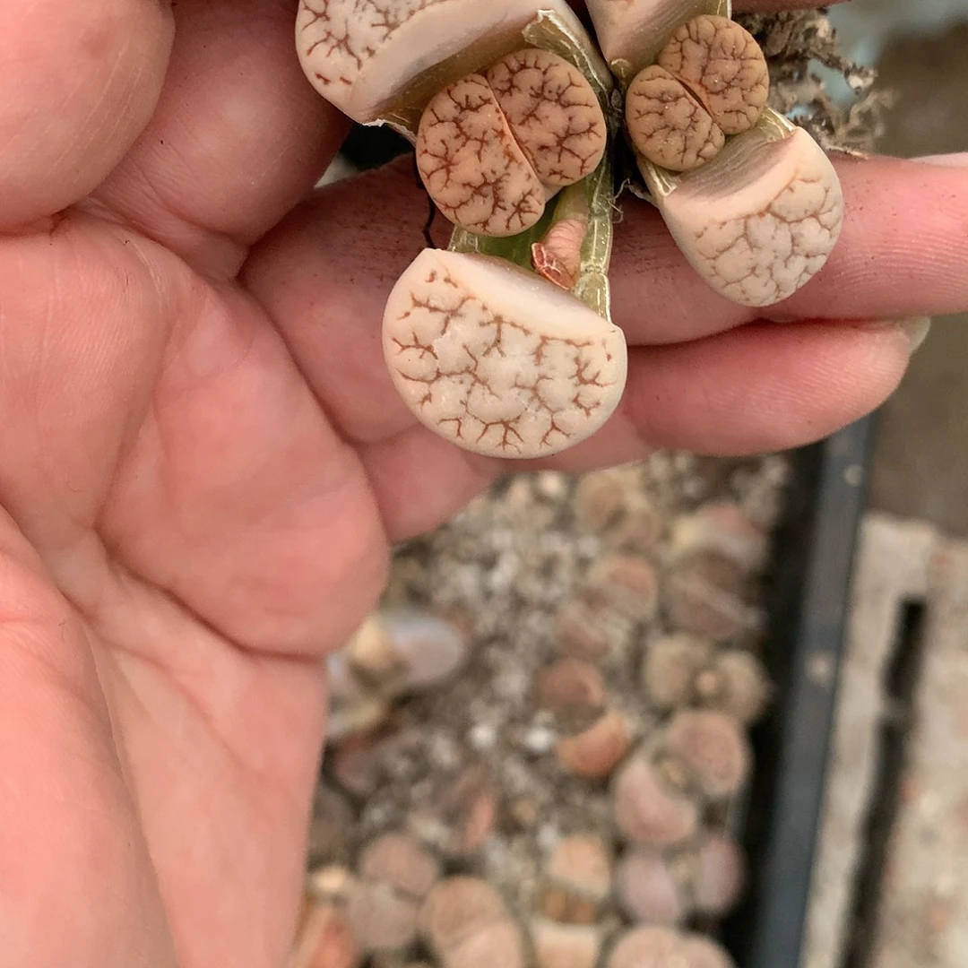 快****坊B561多肉植物保护研究所