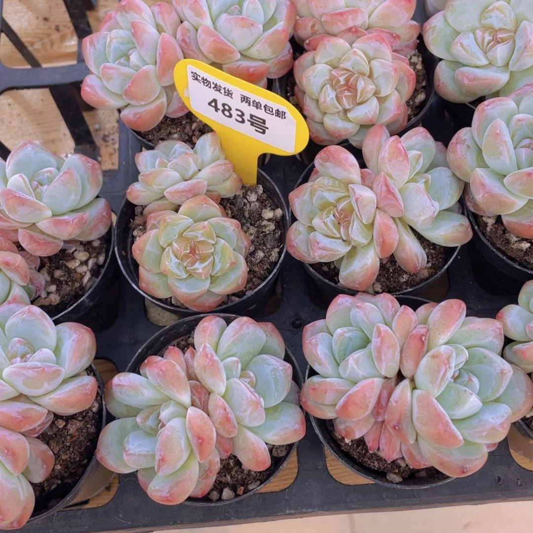 483号 糖心精品刚毅双头一个