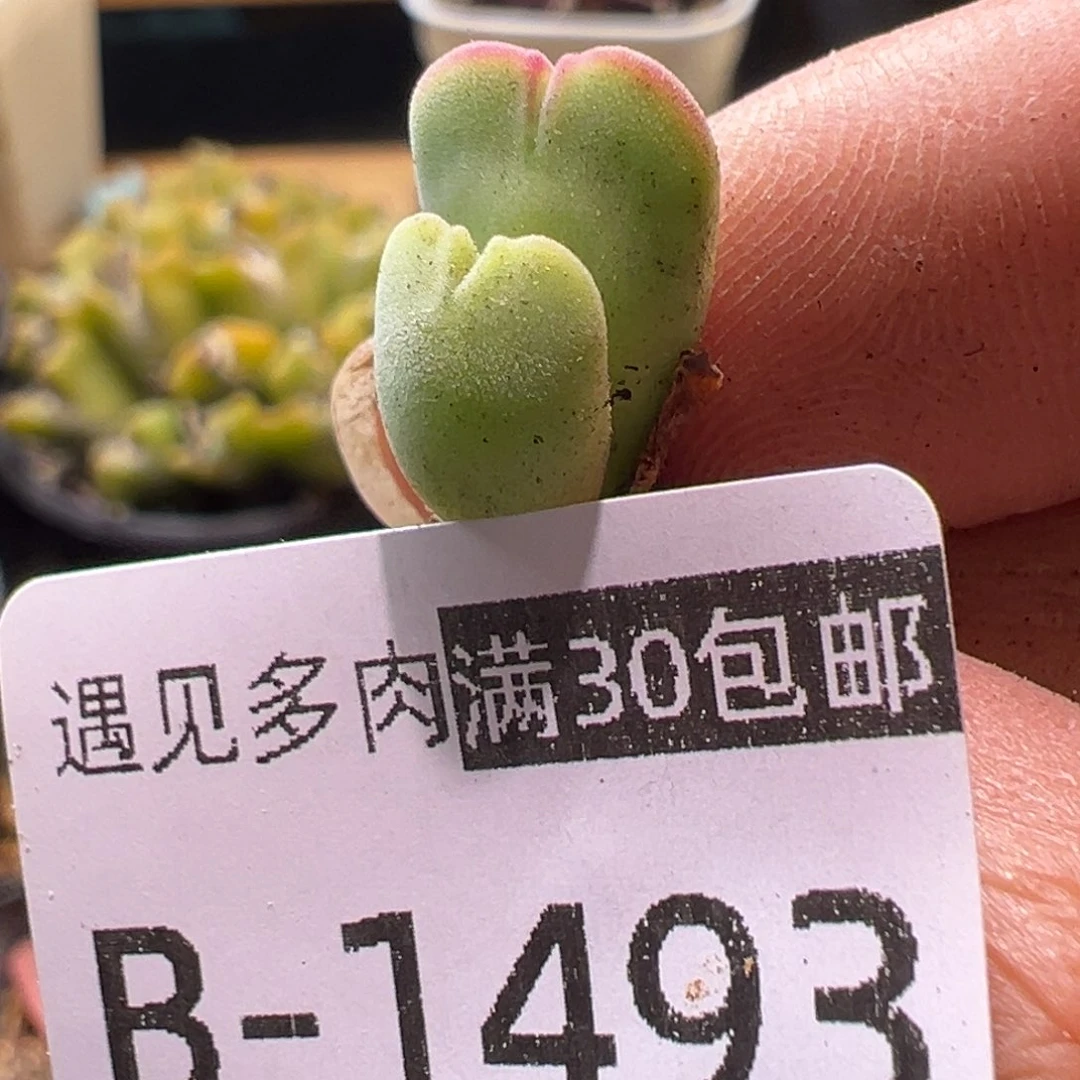 多肉植物111111111111