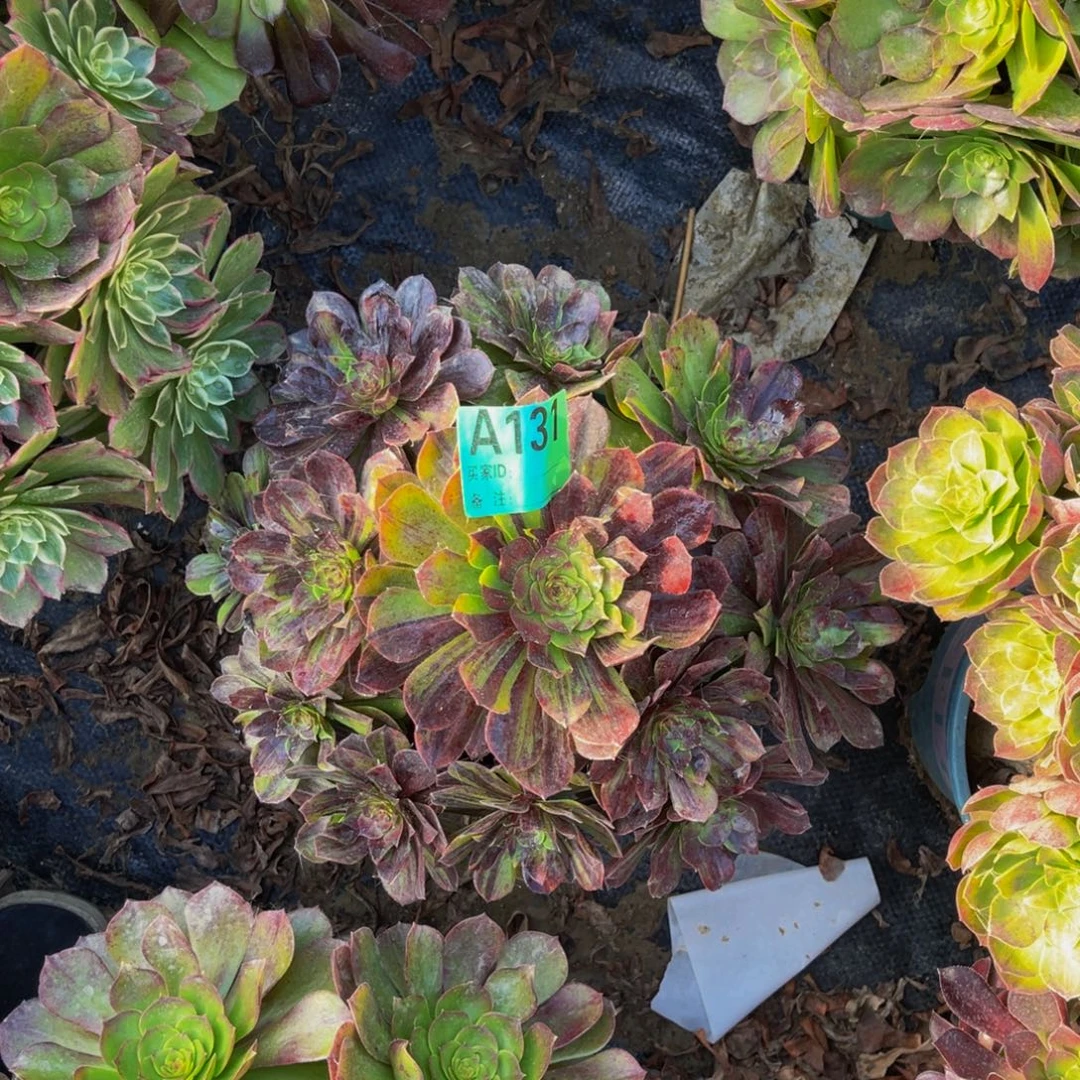 花月夜法师朵朵1-20