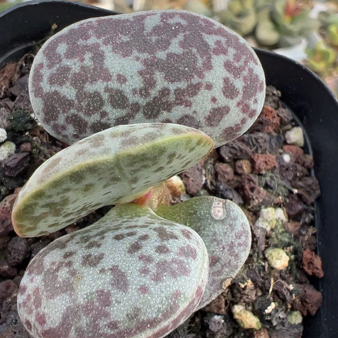 花蛋单头纯木质桩