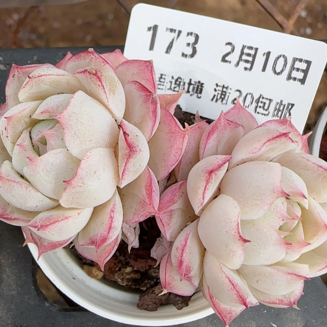 花语逸境0210-173