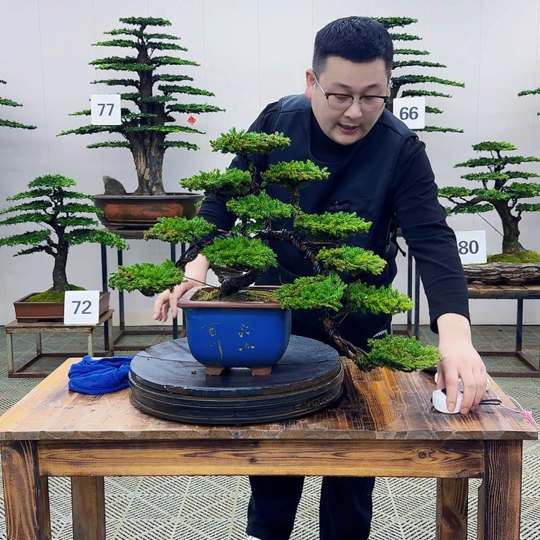 盆景柏树造型盆景