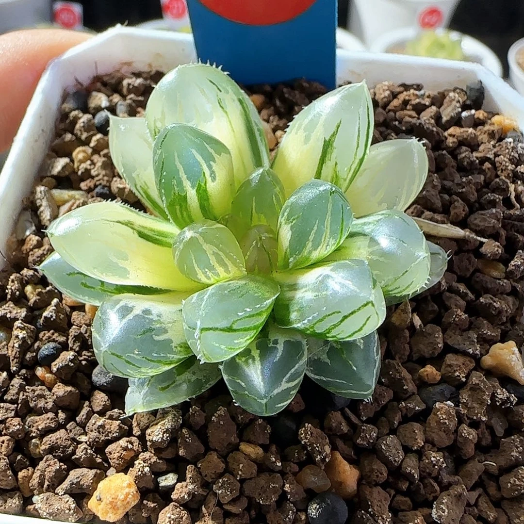 60号霓虹灯一物一拍带盆土