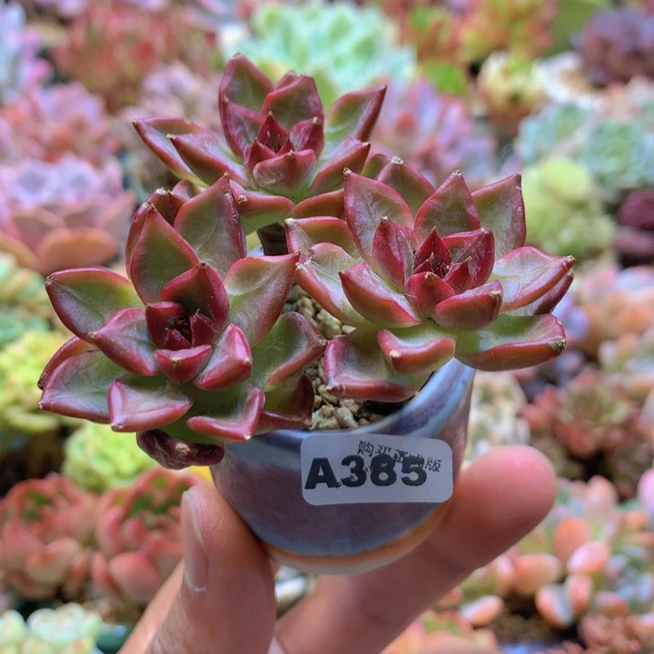 一物一拍含盆土满38包邮A385
