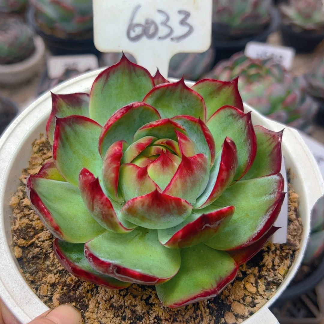 惊鸿仙子福利6033号