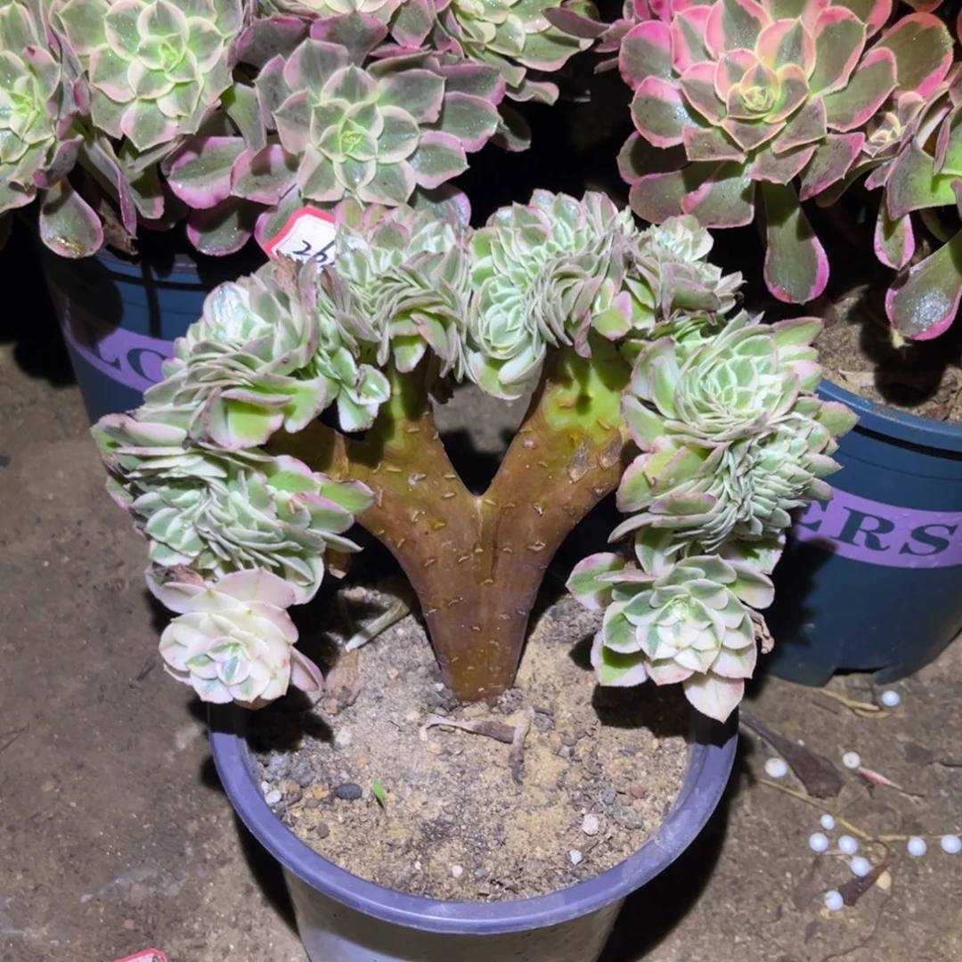 268多肉植物荔枝缀化