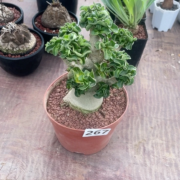 267哥斯拉卷叶沙玫