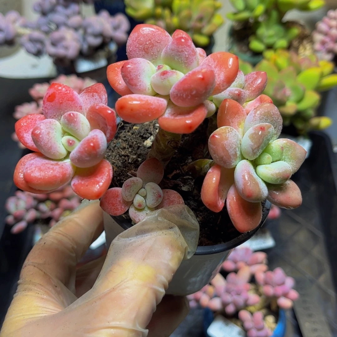 392樱花洛神11厘米多肉