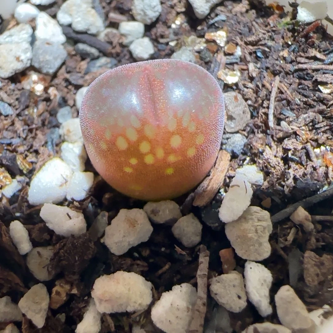 肉锥多肉植物百科-1797.67风铃1319