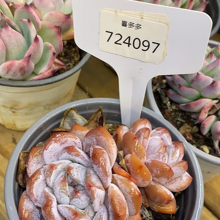 想***汁724097， 724129石榴籽星影