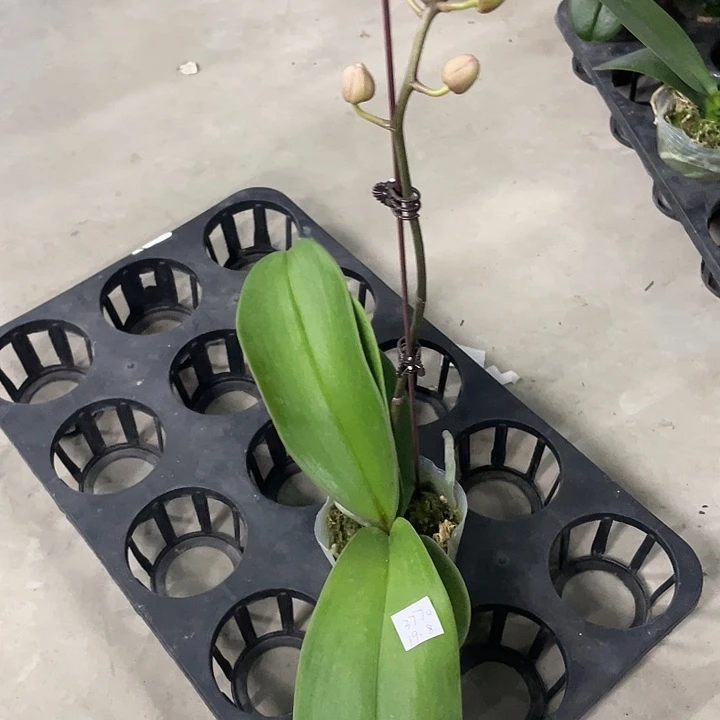 半***妆完全开放处理2.8寸禹城公主带花苞介意消苞勿拍