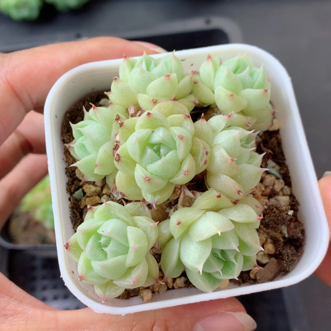 58包邮  群生不包整 20