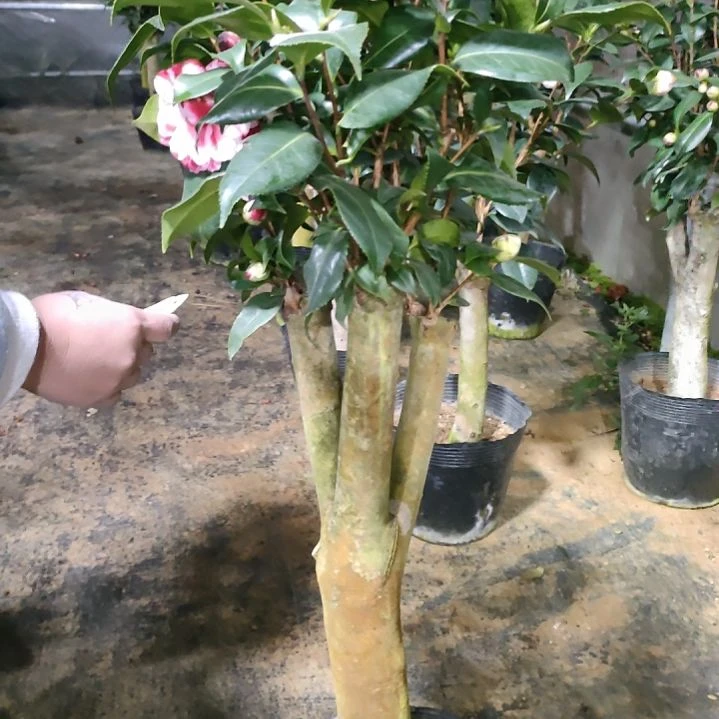 230五品，原盆原土发货