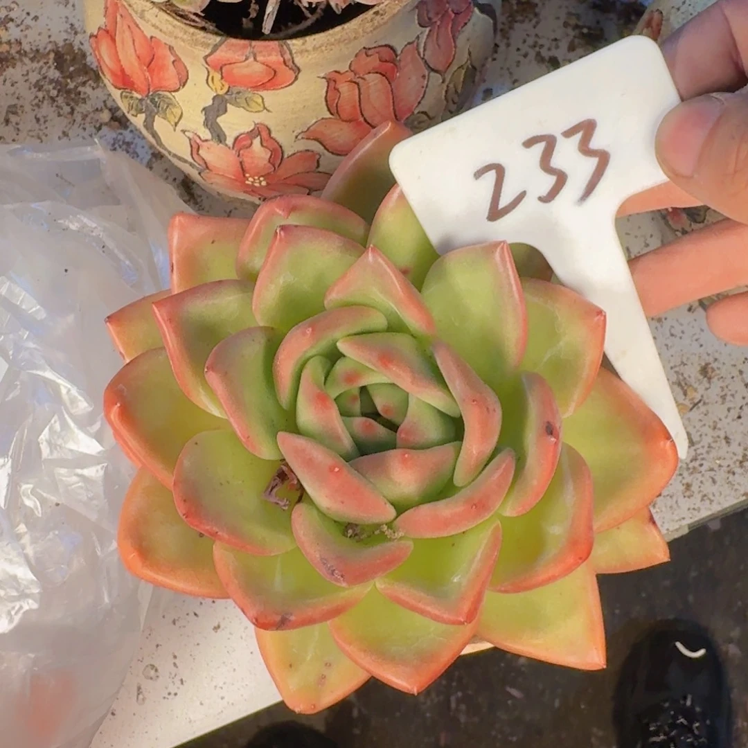 b***茶多肉植物的生长发育与