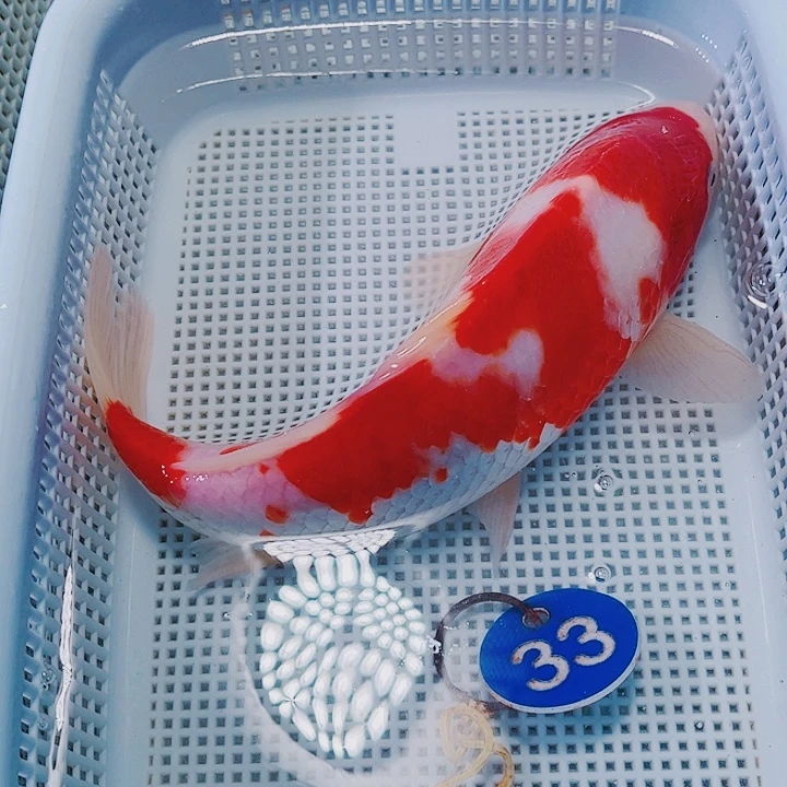 海水鱼锦鲤观赏鱼33