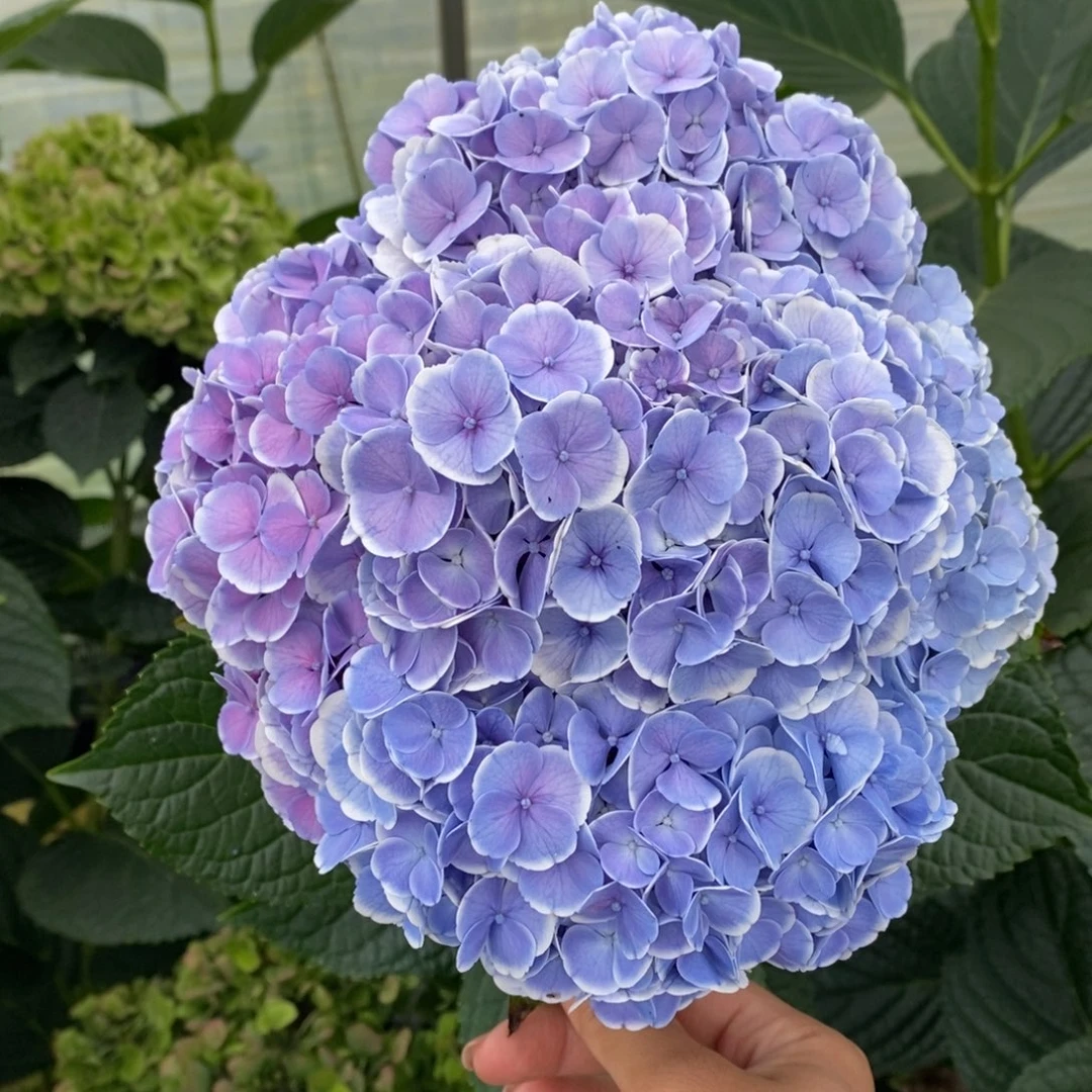113号绣球/有色差介意勿拍/3单冷链包邮/偏远补运费发德邦