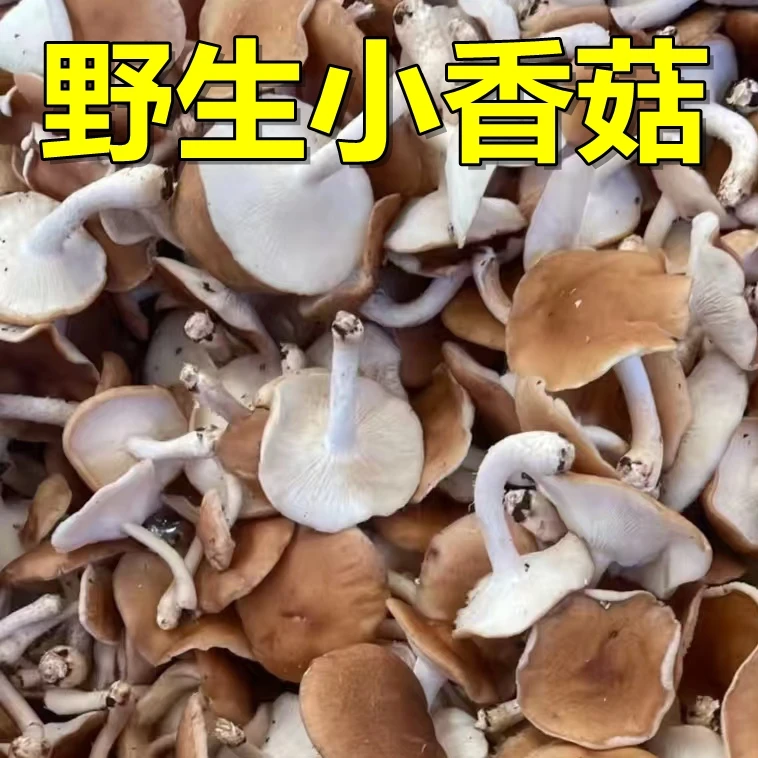 云南新鲜小香菇香芹菌 250g-1000g包邮