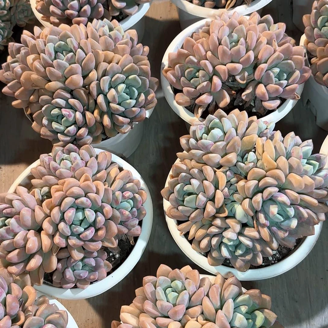 花斑鹿整无砍群生