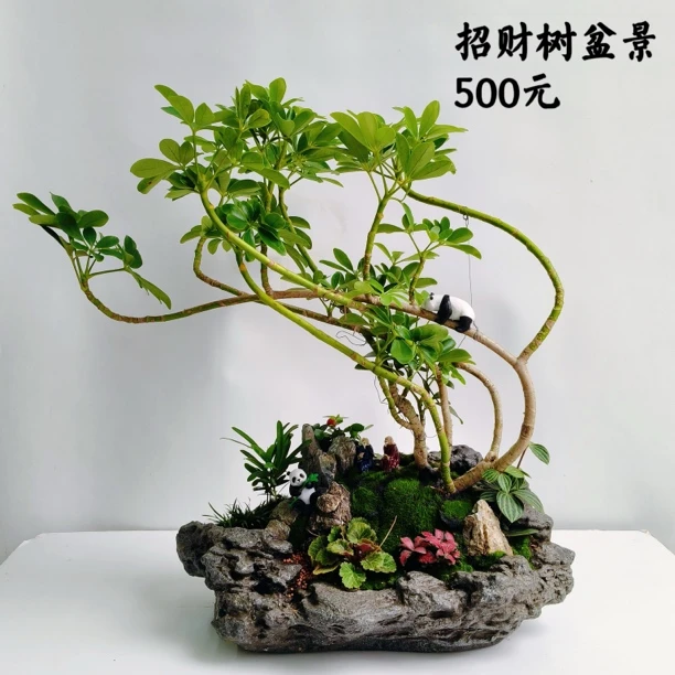 招财树盆景造型好看桌面绿植