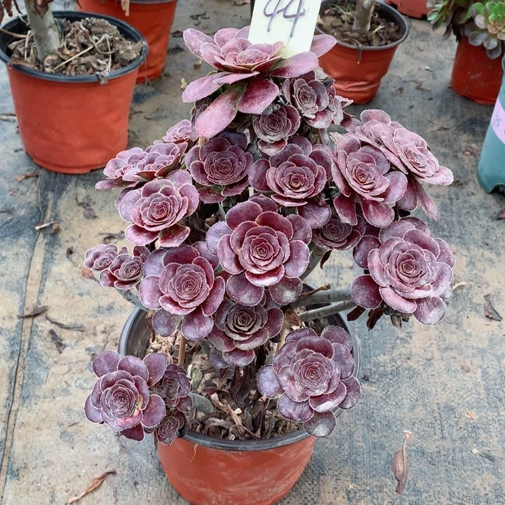 44玫瑰圆叶多肉一物一拍～