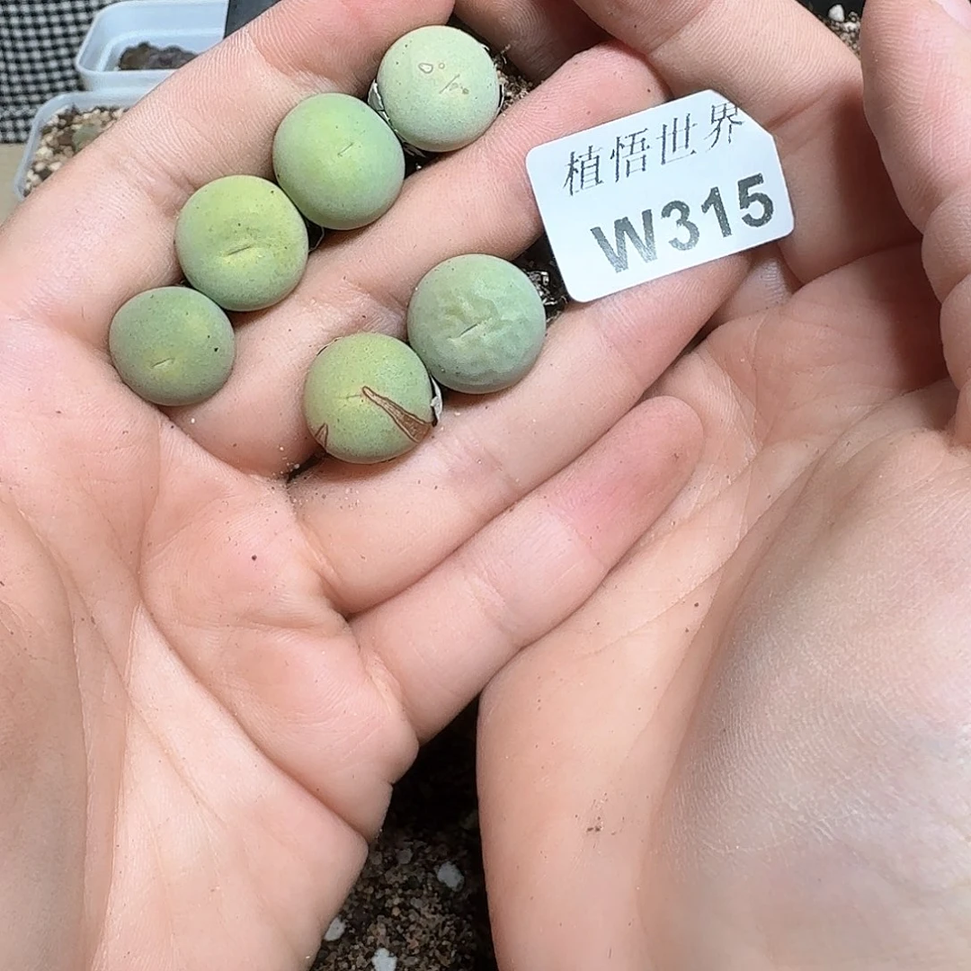 315号多肉植物哇f v