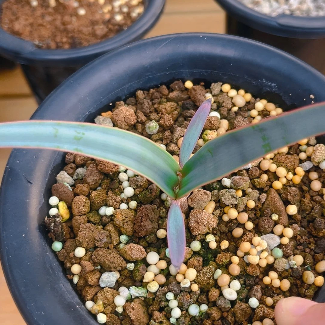 潮流植物白岁兰75折