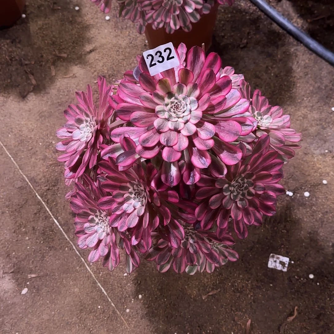 多肉植物十里红妆232