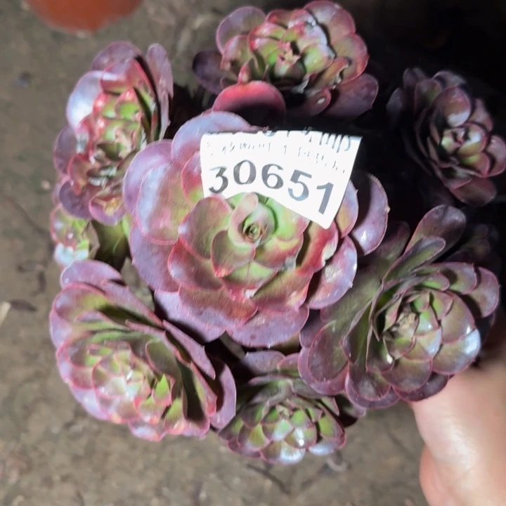 30651魅金多头植物