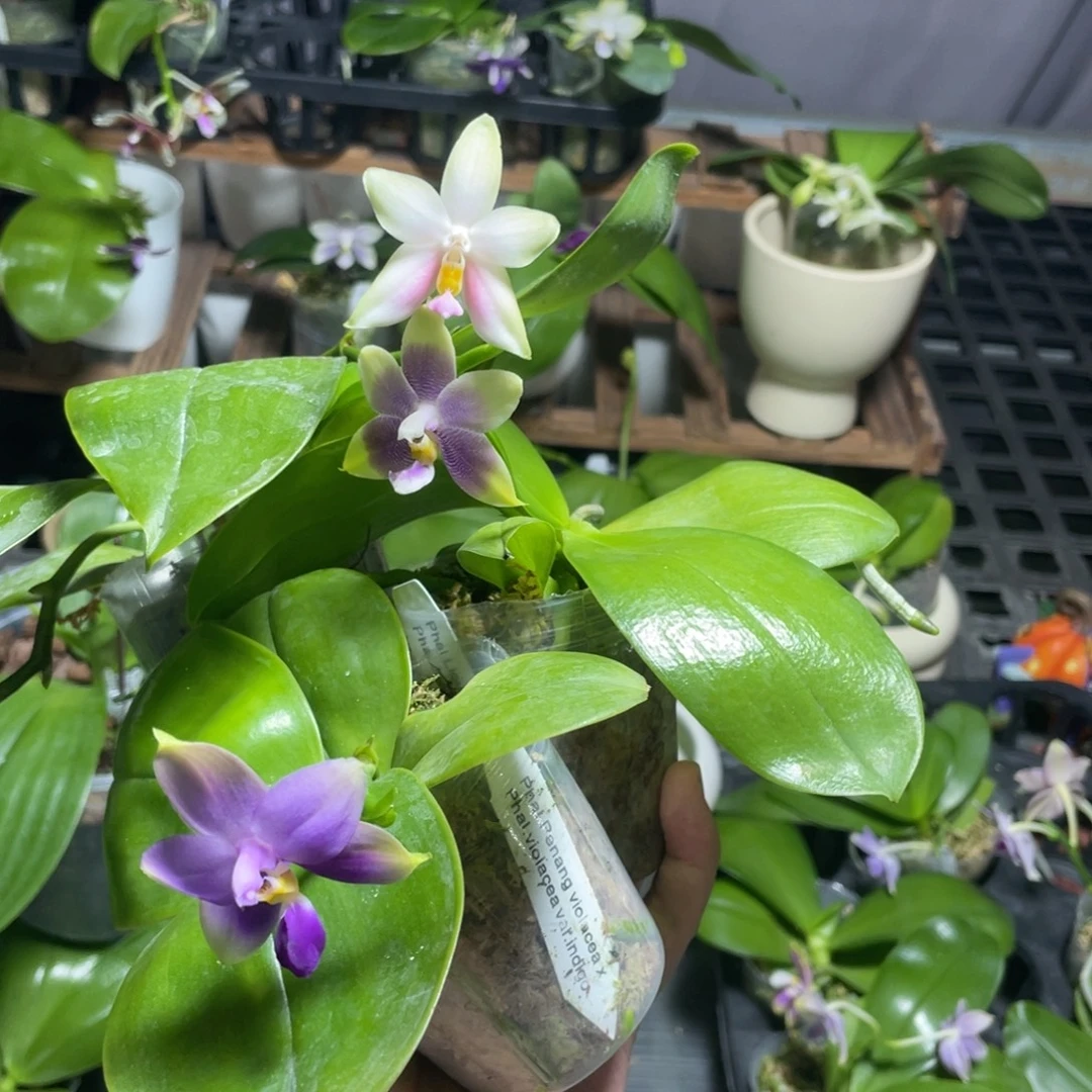完全开放10叶瑕花期不保