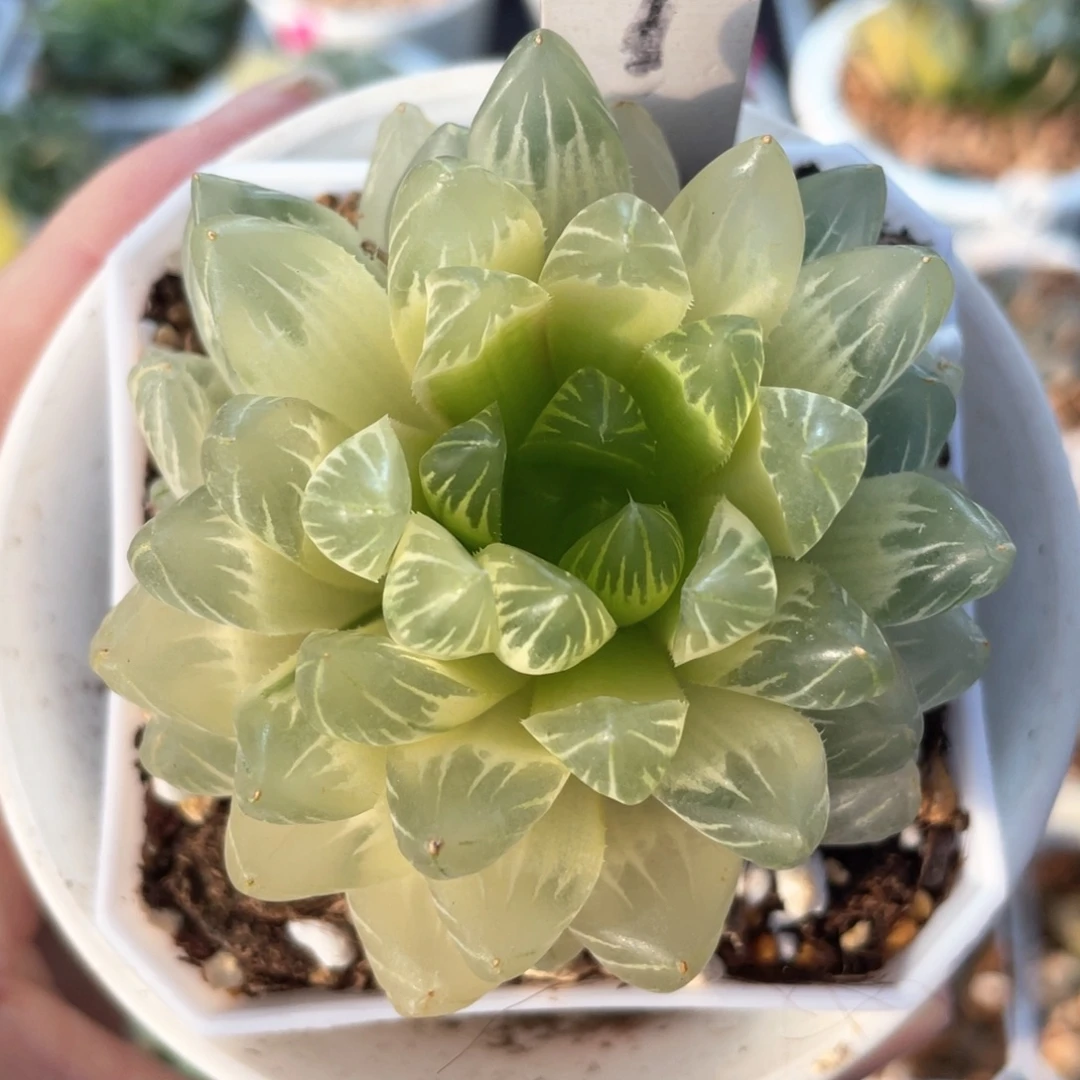 9糊斑龙鳞玉露锦。