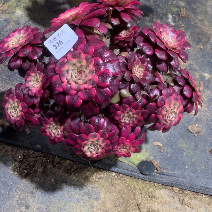 326血姬多肉植物