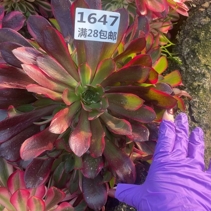 1647不知道名一号棚E