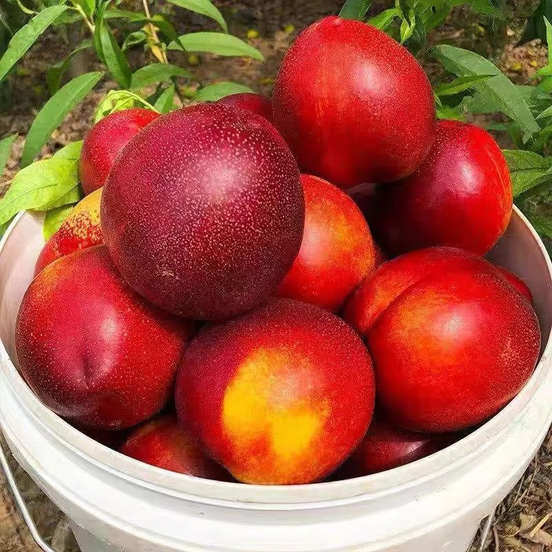 山东黄肉红油桃新鲜当季桃子果园现摘现发