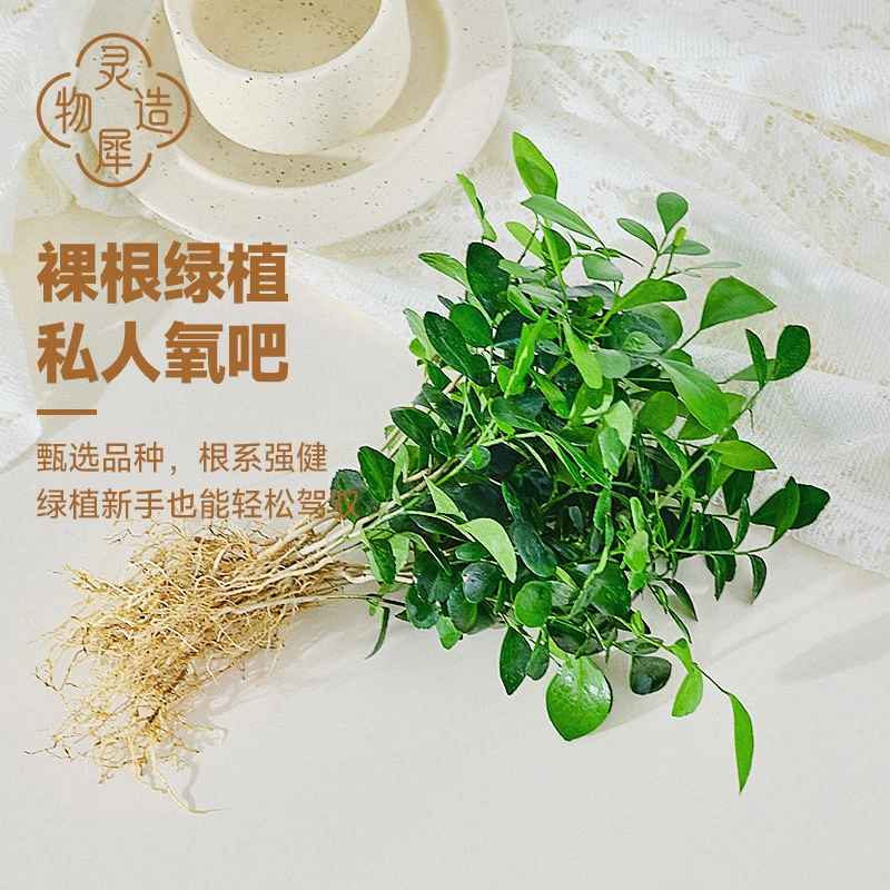 【灵犀物造】水培植物室内绿植四季水生裸根珀金钻办公室水养盆栽