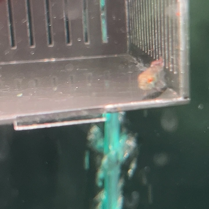 廾***财灯科鱼马蒂拉蓝袖短鲷