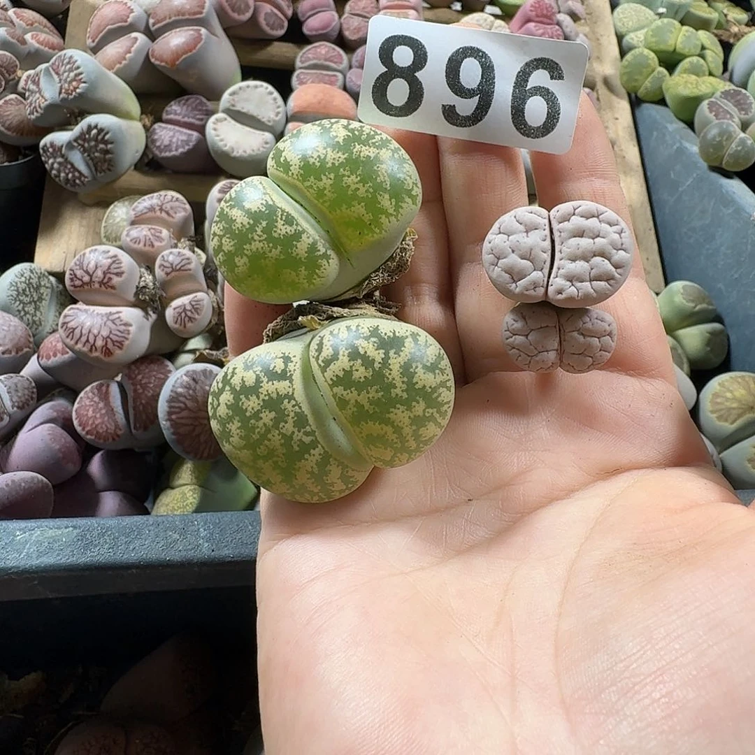 生石花一物一拍2颗896