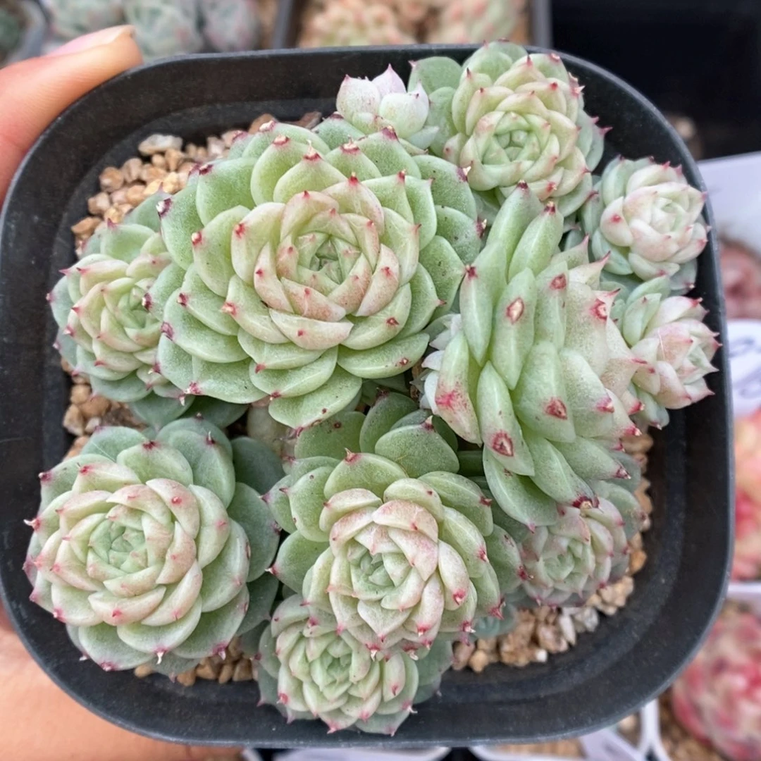 珍妮麦秆群生可拍972号