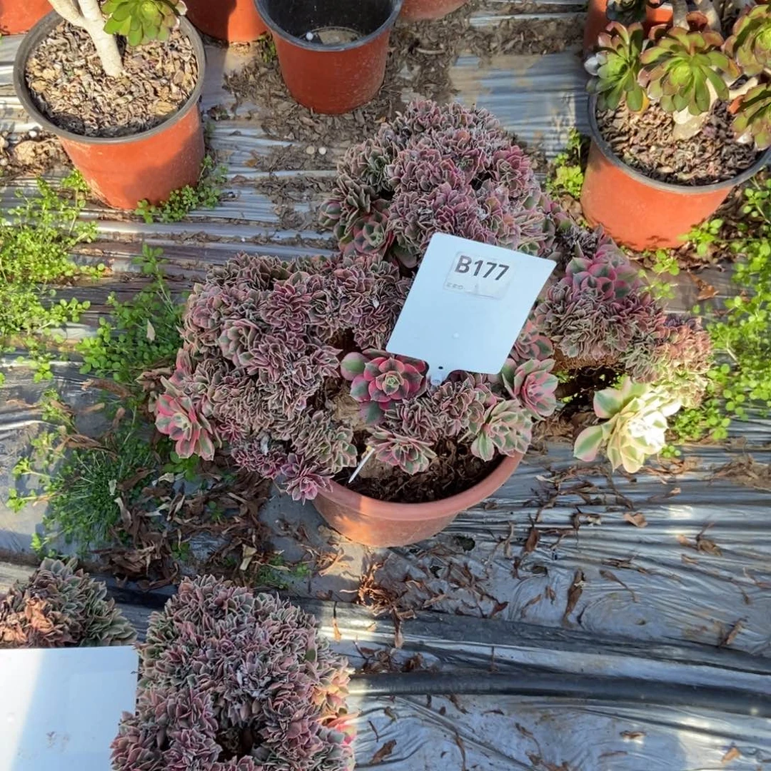 朱***萍B177粉女巫干伤处理