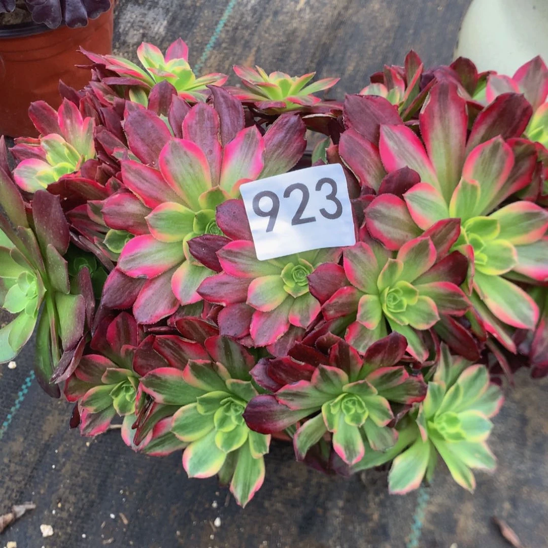 923安娜多肉个多肉植物