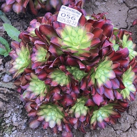 22-56韶华多肉植物