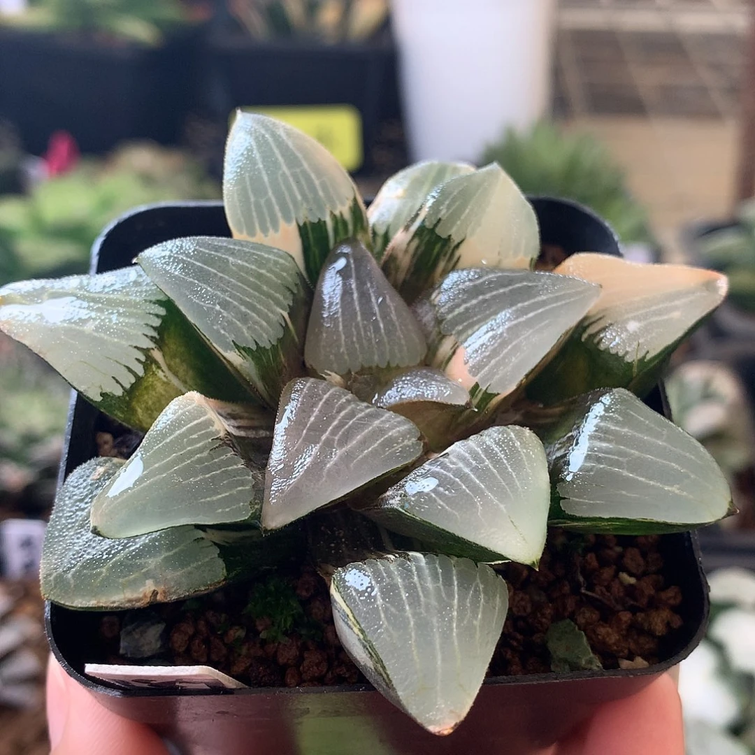 实生克锦一物一拍带盆