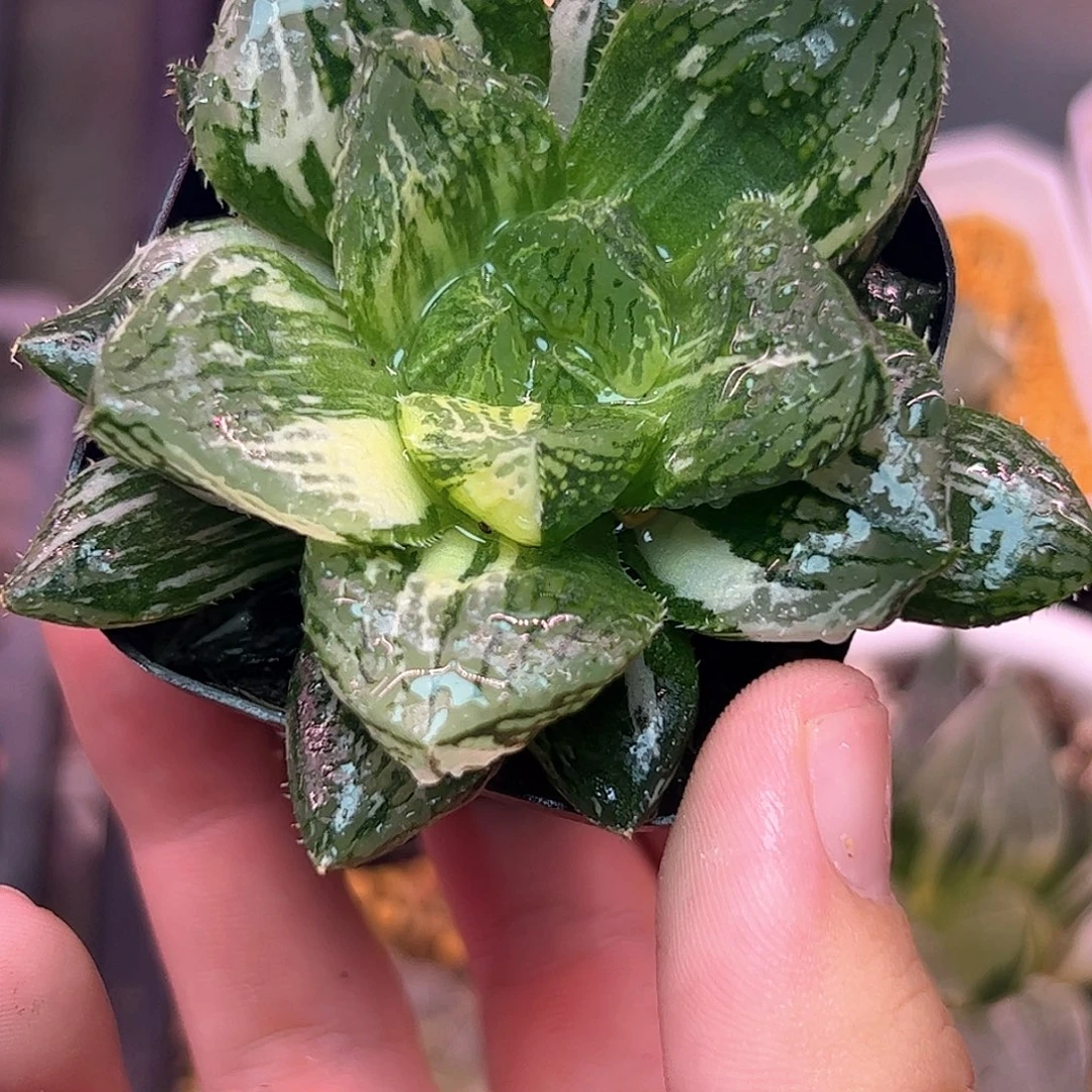 宝莲灯母本巨大化十二卷