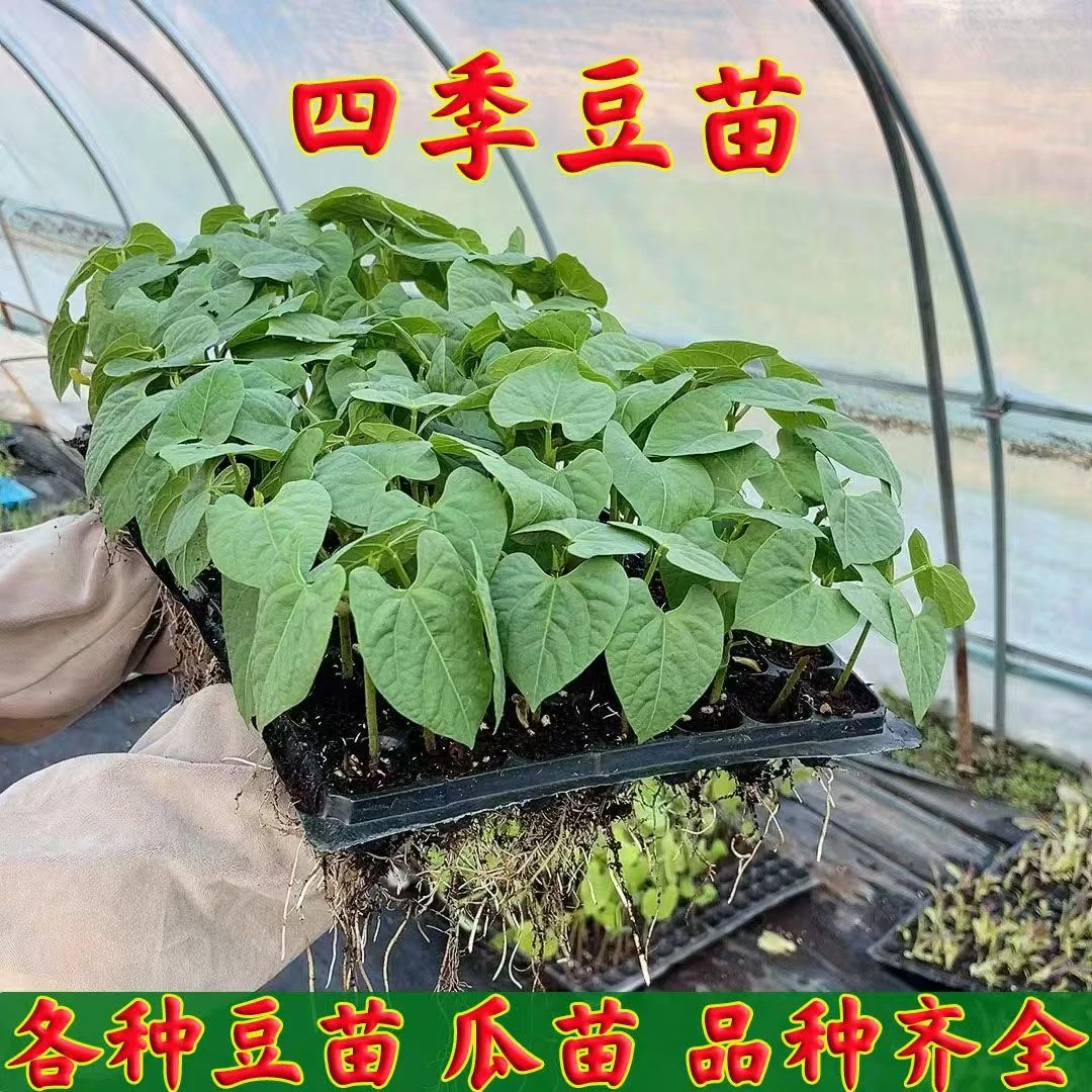 高产紫扁豆苗青扁豆苗四季豆苗长豆角苗阳台庭院均可种植