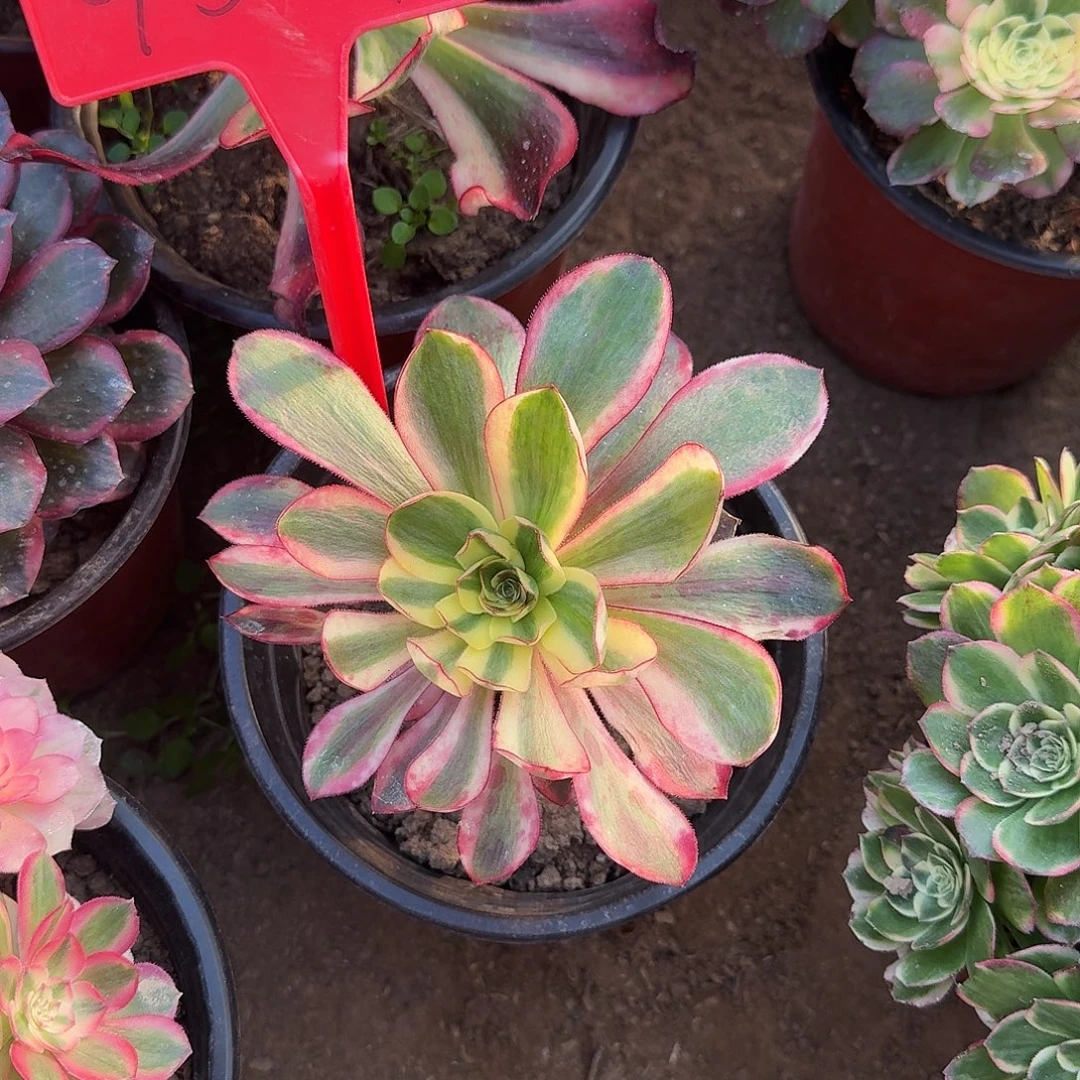 碟***花4567红魔女多肉法师