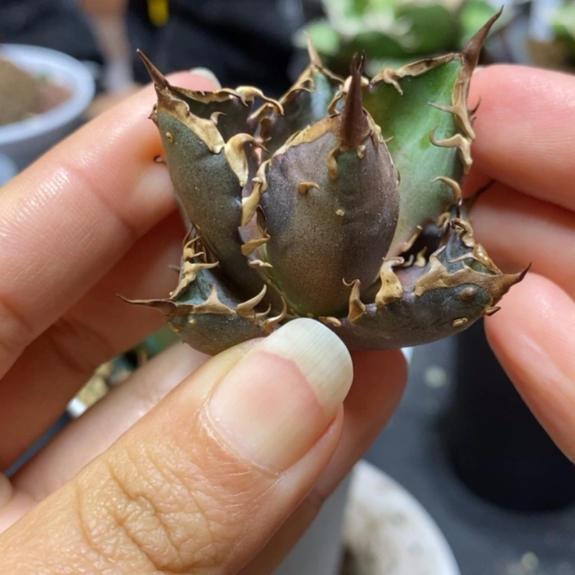 【闪购商品】种****根超级猫顶芽