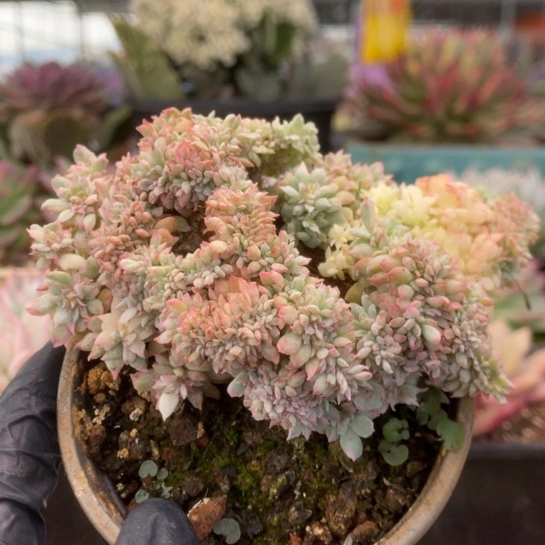 046火焰杯锦锦锦锦锦