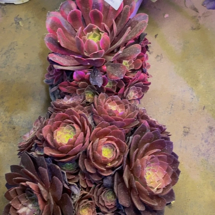 两盆多肉断头不包4643