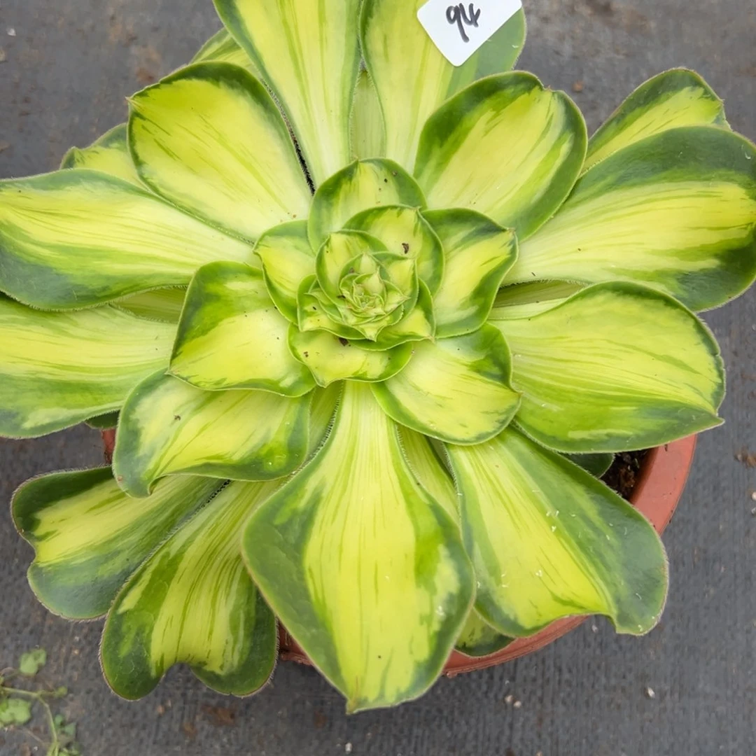 94暴君多肉植物系