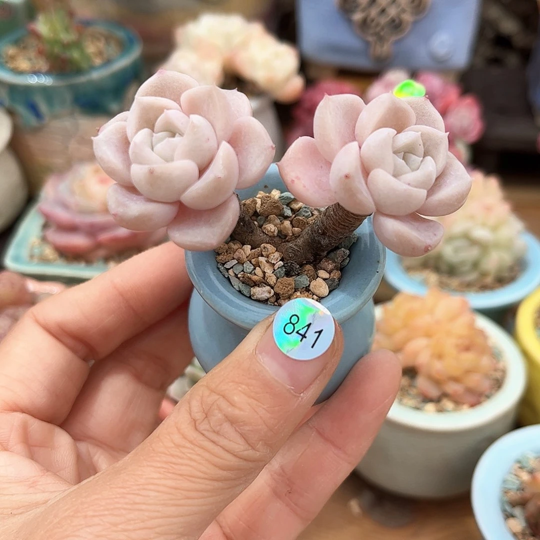 841 多肉含盆土30元包邮除偏远